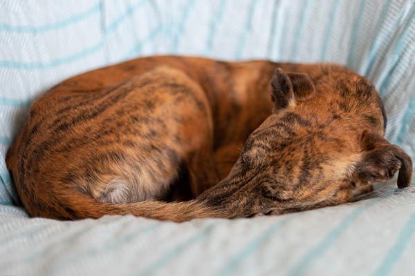 dog sleeping boarding