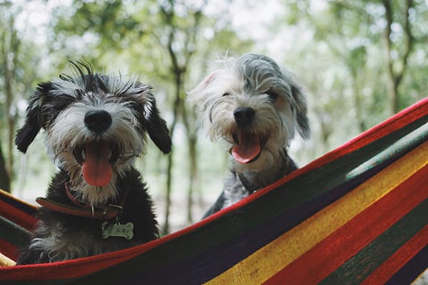 dog boarding happy pets