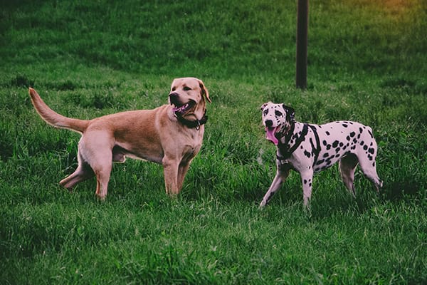 dogs playing at daycare