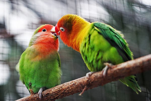 parrot and birds exotic boarding