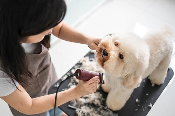 Pet Grooming in Santa Rosa