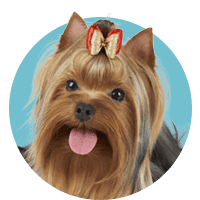 icon service dog grooming