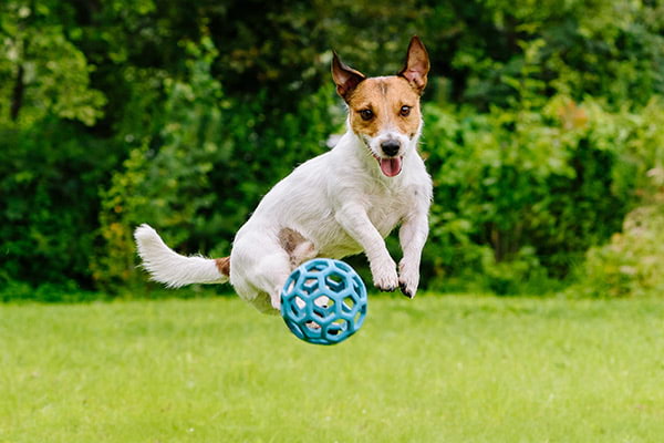 happy dog playing