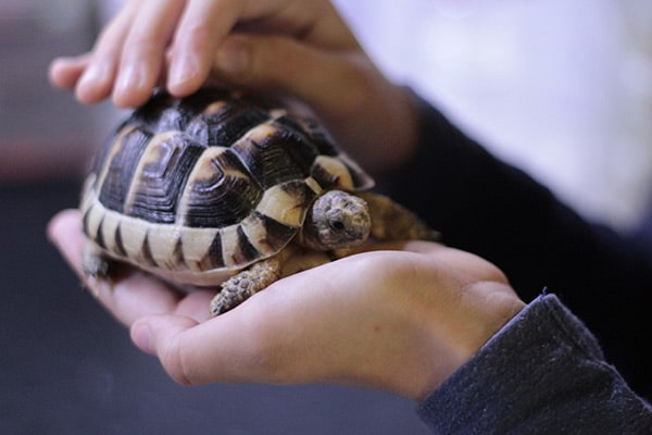 boarding a turtle